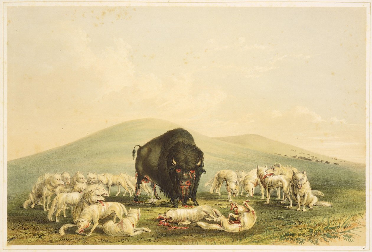 Buffeljacht: Buffeljacht: Witte wolven vallen buffelstier aan door George Catlin