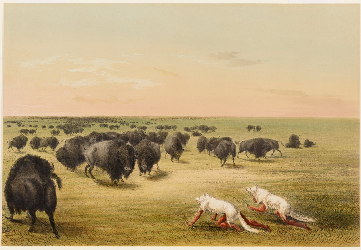 Buffeljacht, onder de witte wolvenhuid door George Catlin