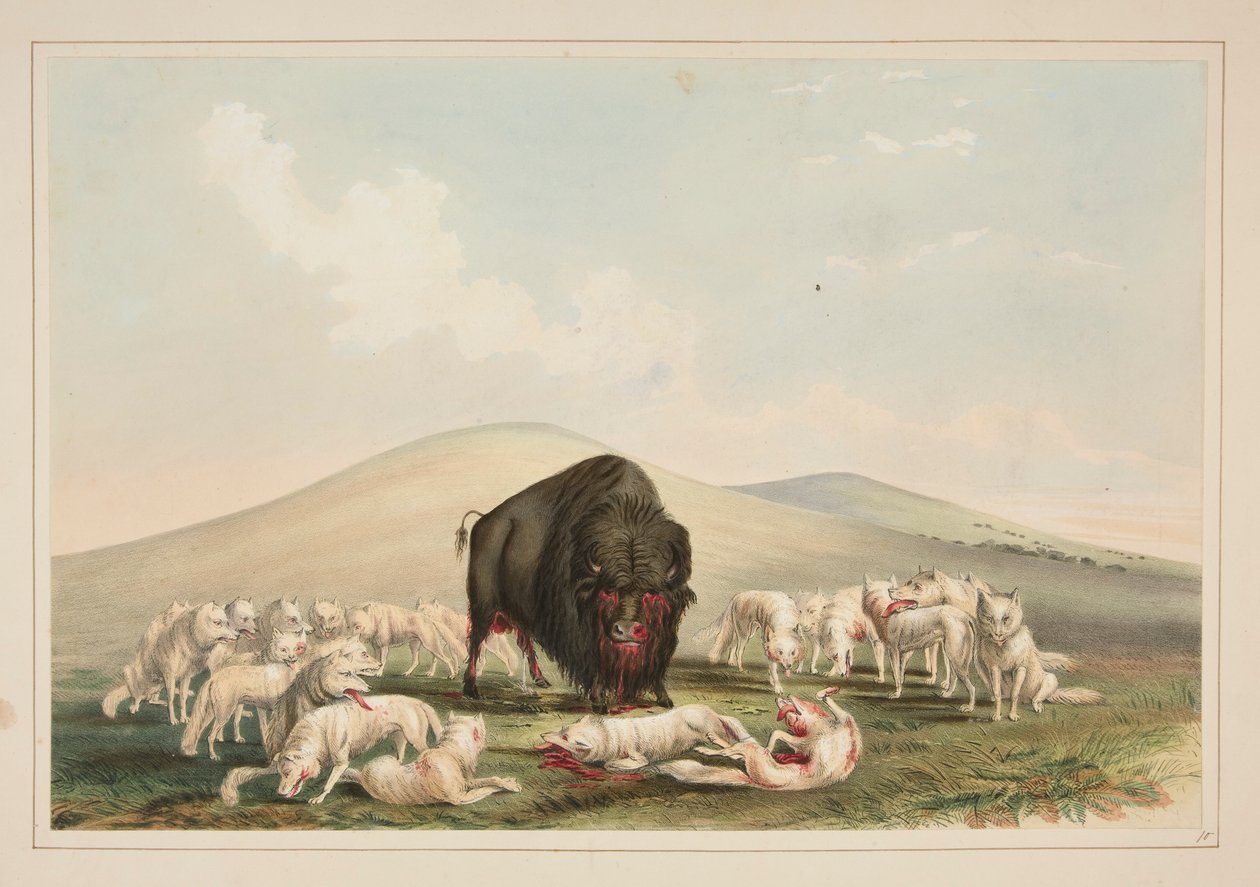 Buffeljacht, witte wolven vallen een buffelstier aan, pl. 10 uit de North American Indian Portfolio door George Catlin