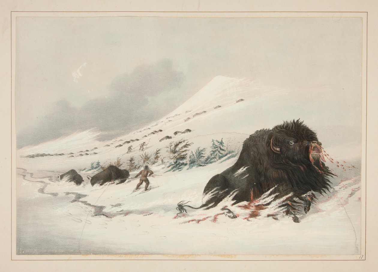 Stervende Buffelstier, in Sneeuwdrift, pl. 17 uit de North American Indian Portfolio door George Catlin