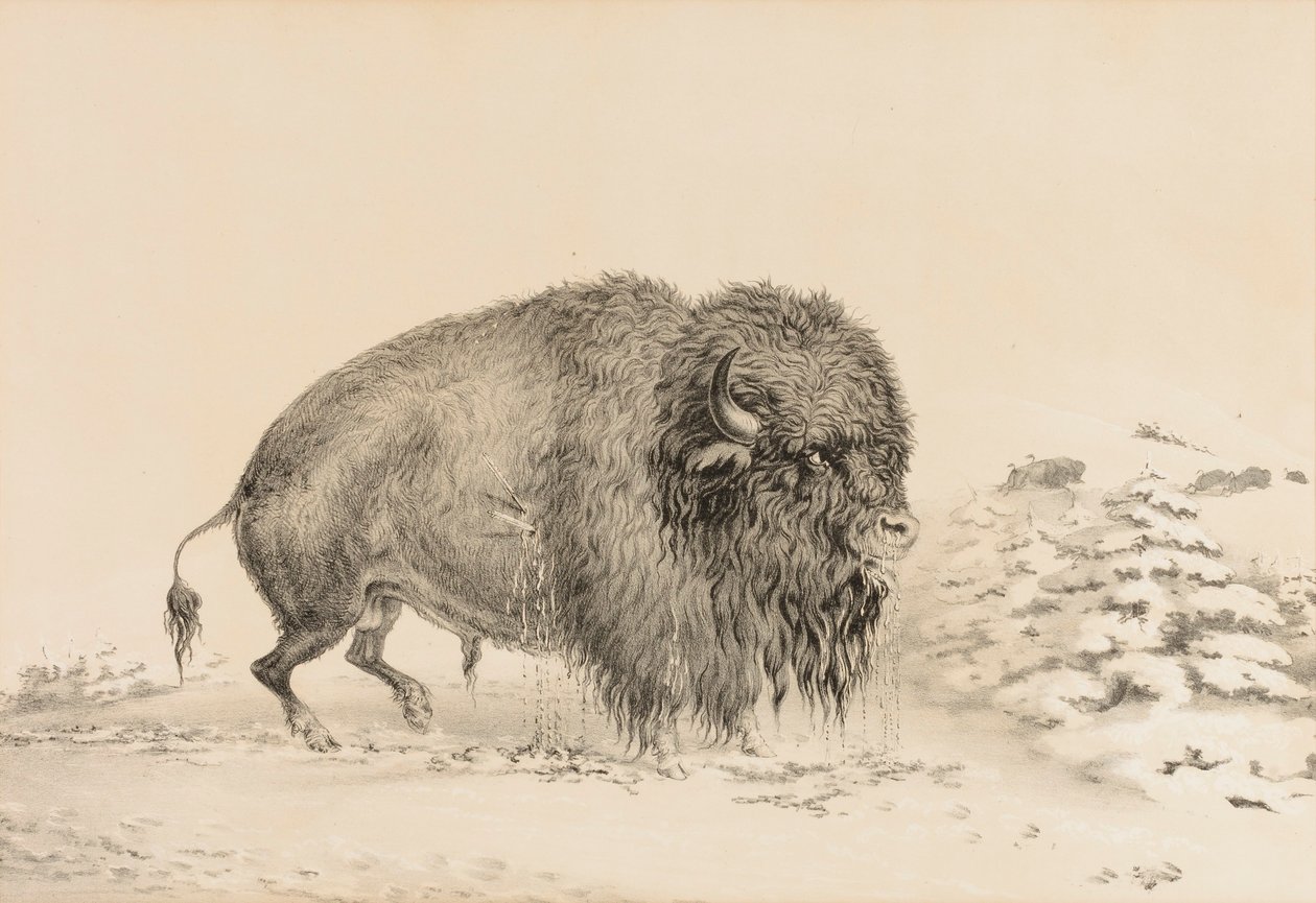 Zwaar gewonde buffel - nr. 16 door George Catlin