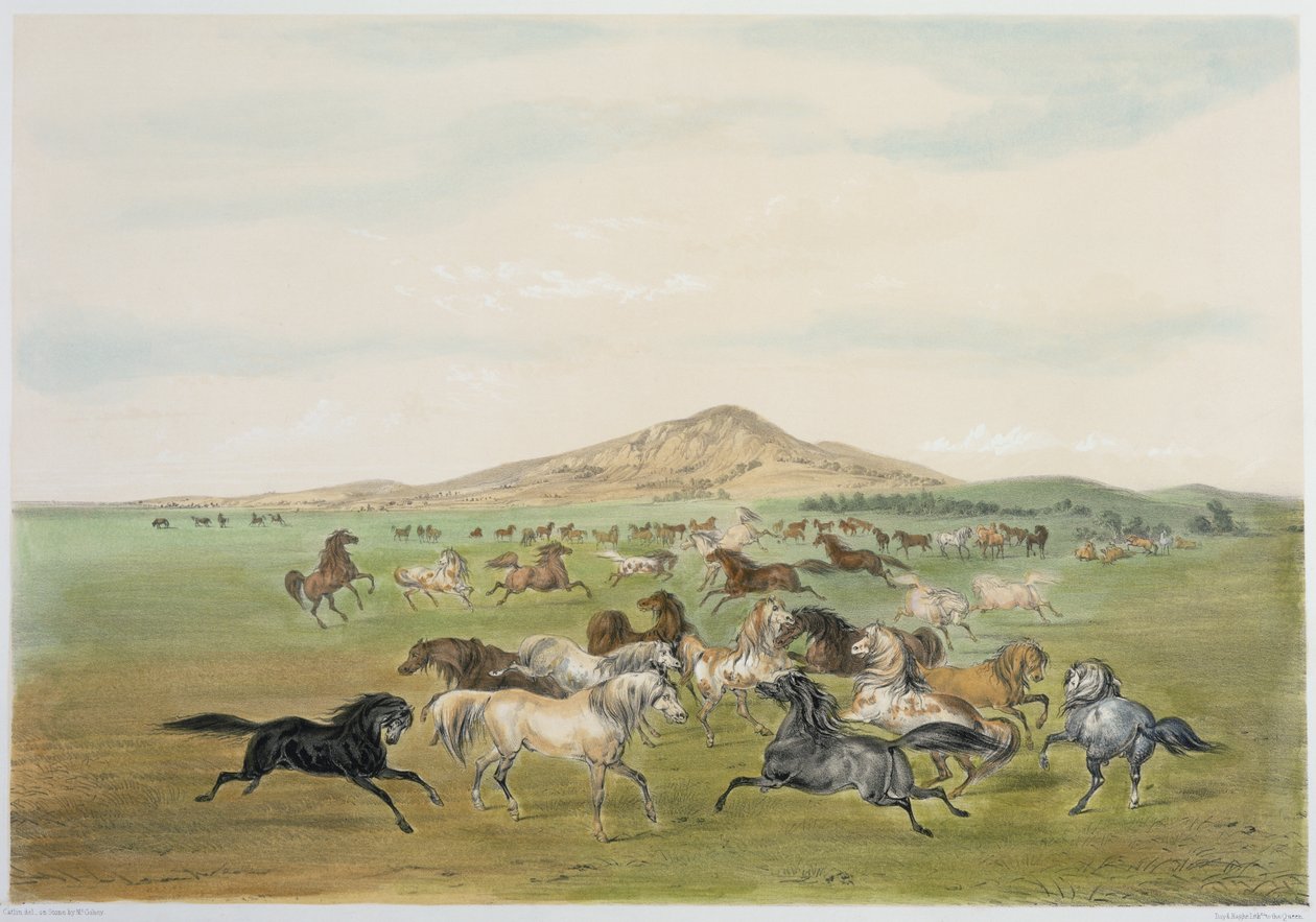 Wilde paarden aan het spelen (kleurenlitho) door George Catlin