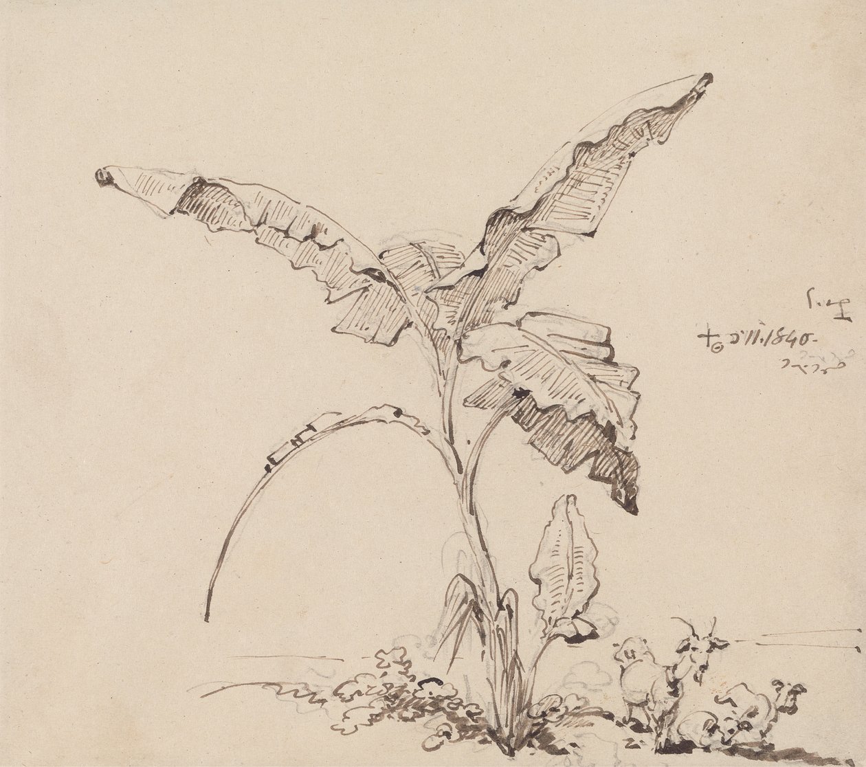 Geiten onder een bananenboom door George Chinnery
