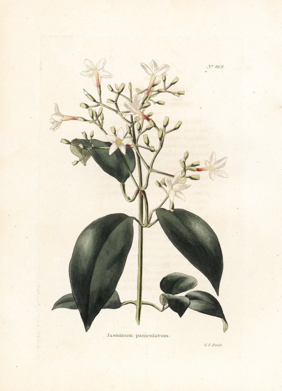 Jasmijn (Jasminum paniculatum) - Lithografie door George Cooke, voor het Britse tijdschrift Conrad Loddiges Botanical Cabinet door George Cooke
