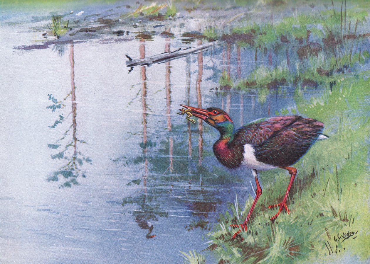 Zwarte ooievaar (litho) door George Edward Lodge