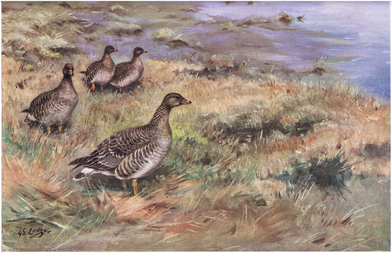 Bosboon Gans (litho) door George Edward Lodge