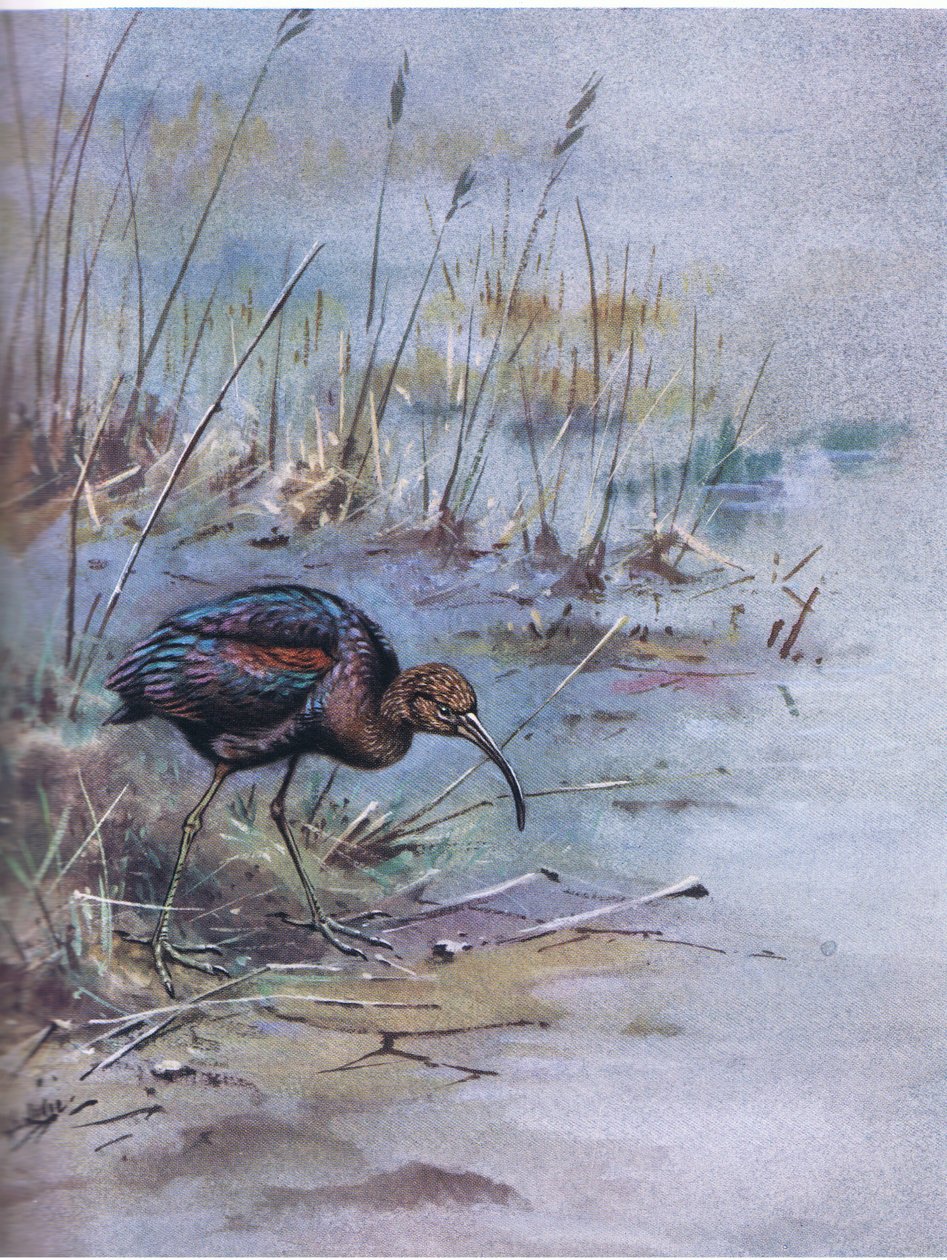 Zwarte Ibis (litho) door George Edward Lodge