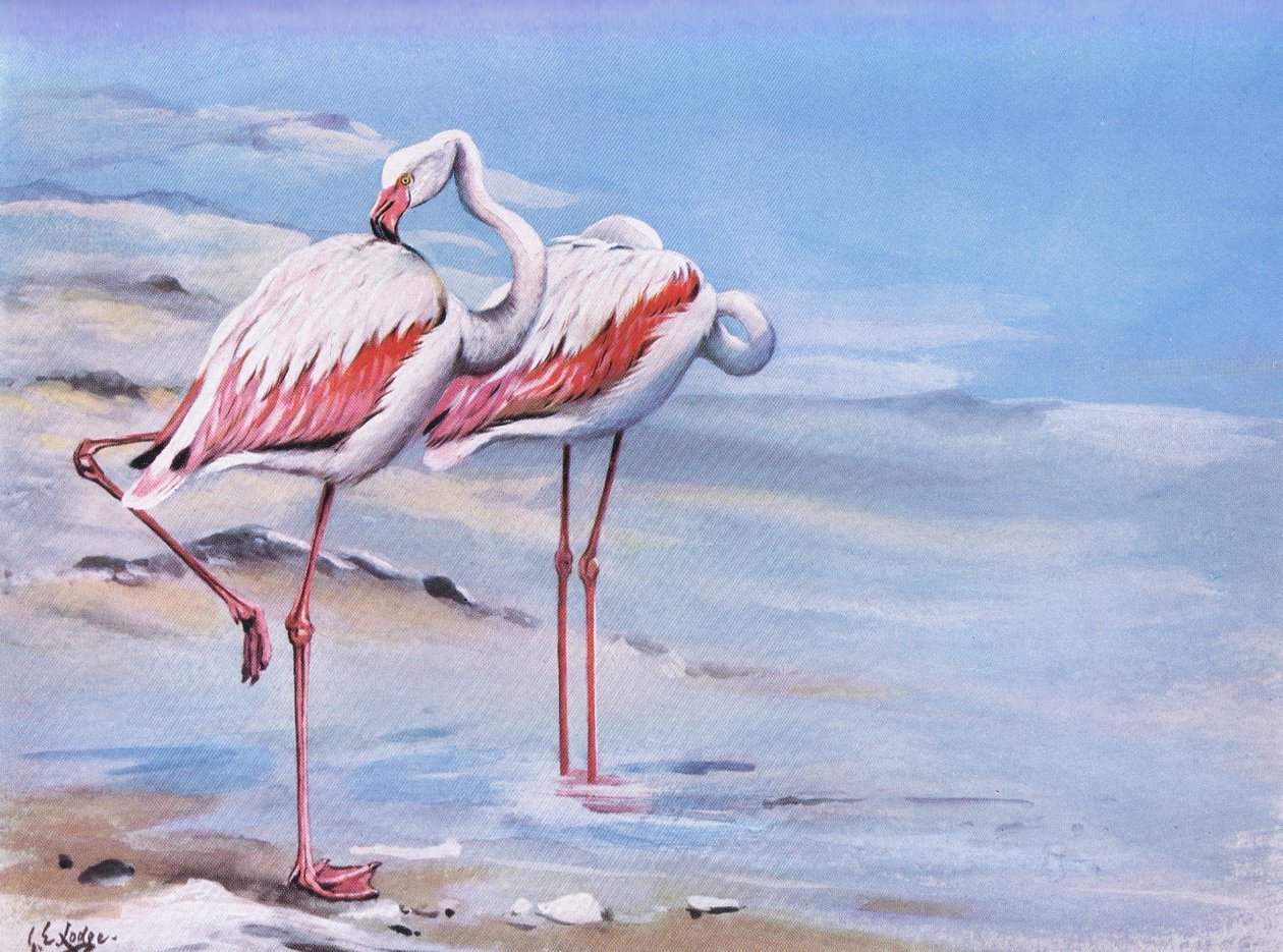 Flamingo (litho) door George Edward Lodge