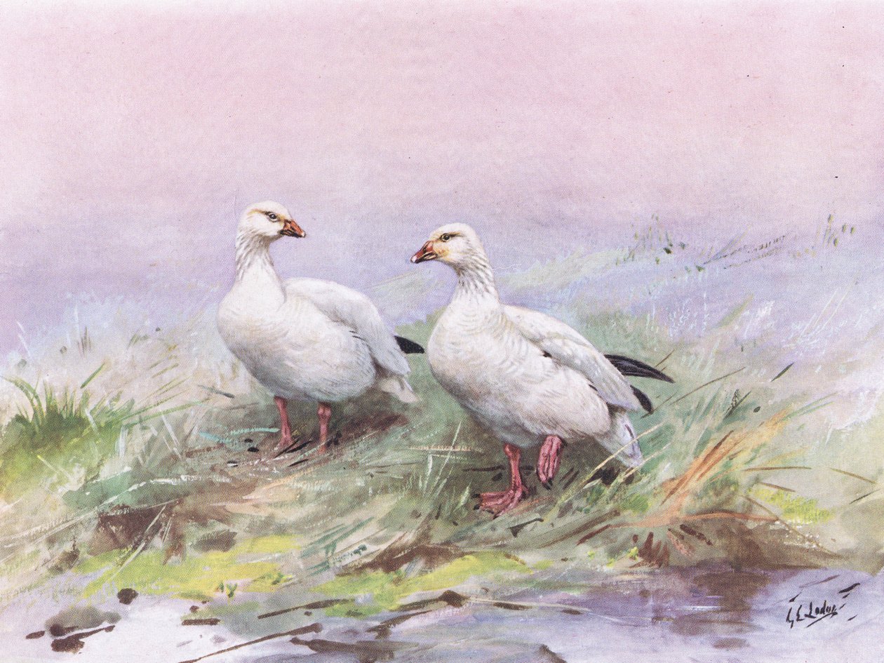 Kleine sneeuwgans (litho) door George Edward Lodge