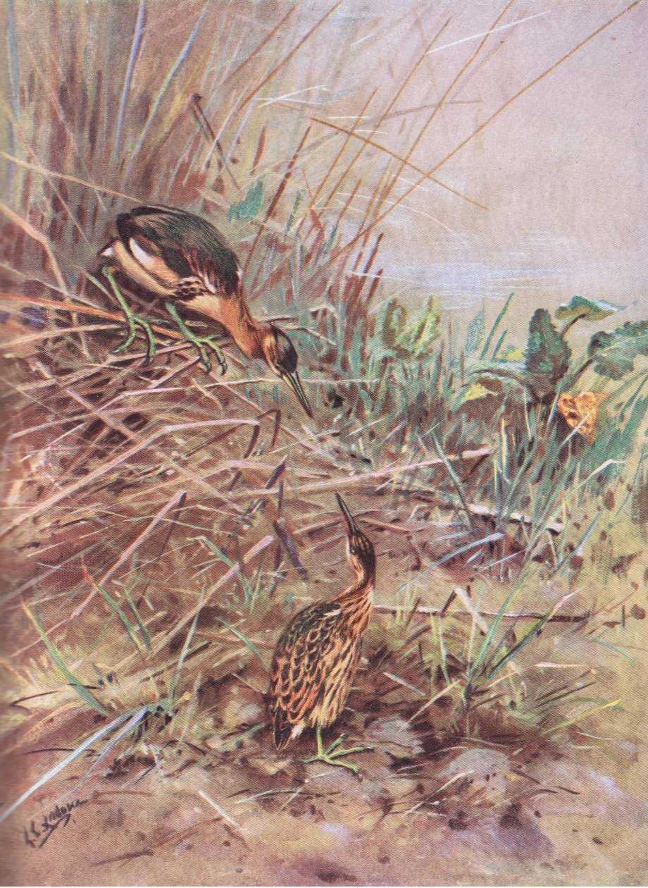 Kleine Roerdomp (litho) door George Edward Lodge