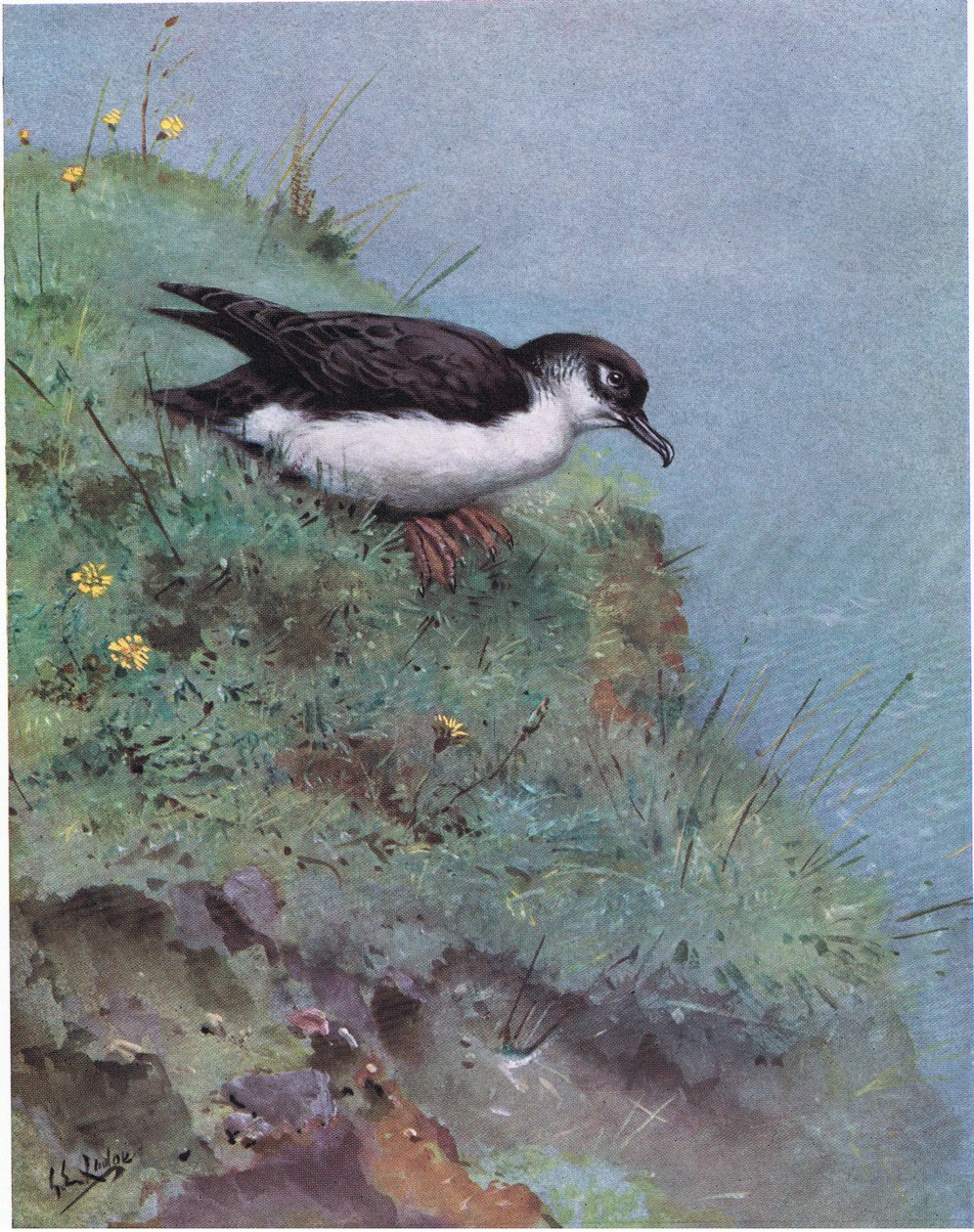 Manx Pijlstormvogel (litho) door George Edward Lodge