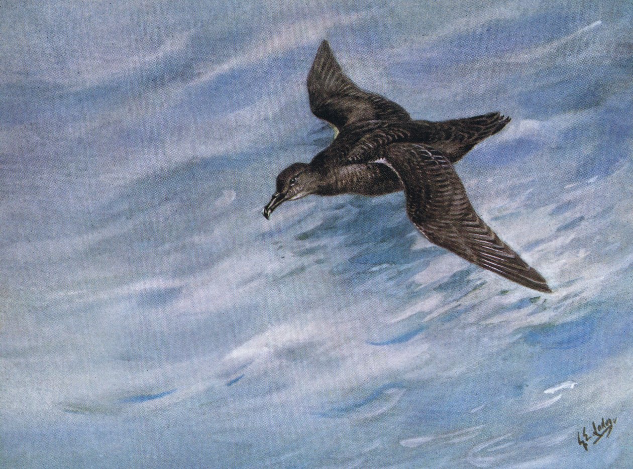 Pijlstormvogel (litho) door George Edward Lodge