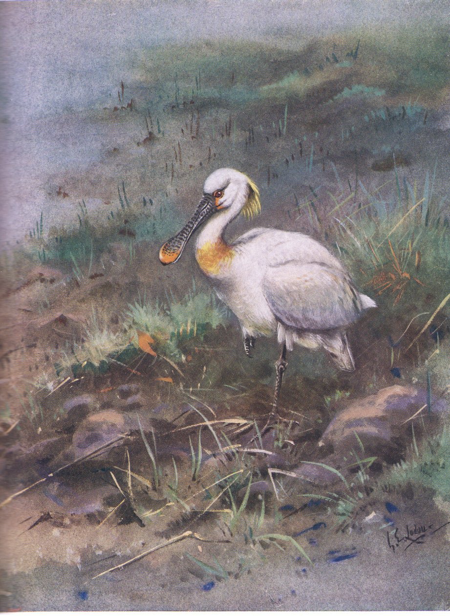 Lepelaar (litho) door George Edward Lodge