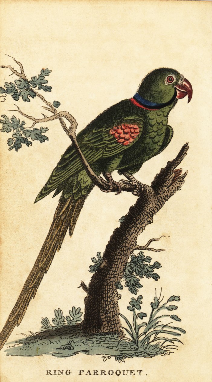 Alexandrijnse parkiet, Psittacula eupatria door George Edwards
