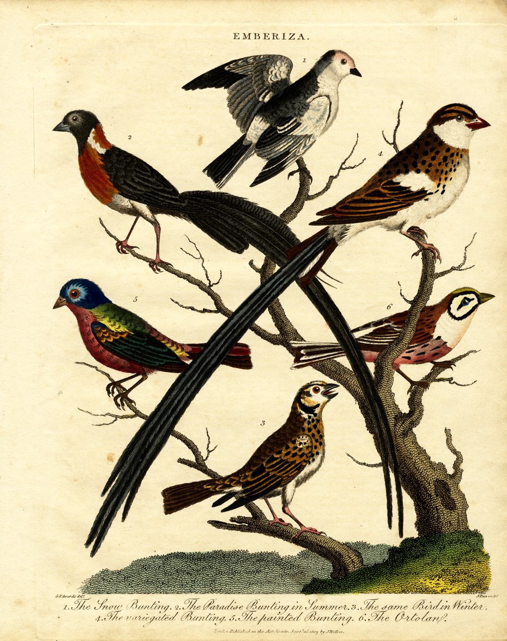 Gorzen (Emberiza) door George Edwards