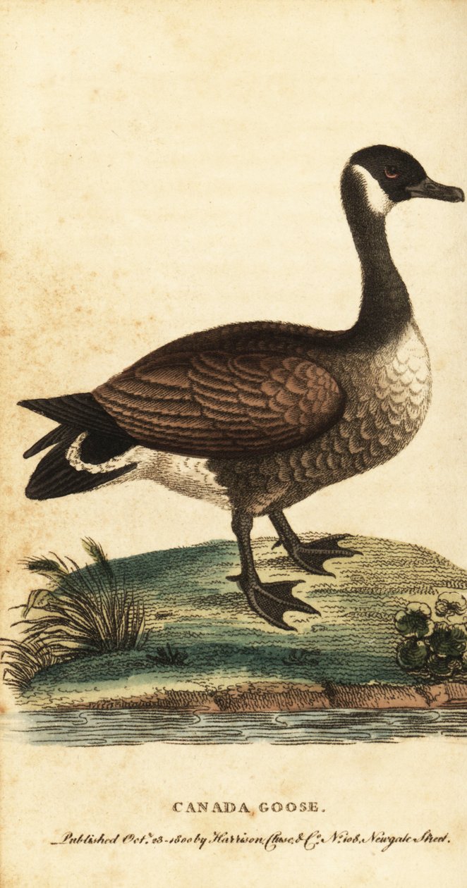 Canadese gans, Branta canadensis door George Edwards