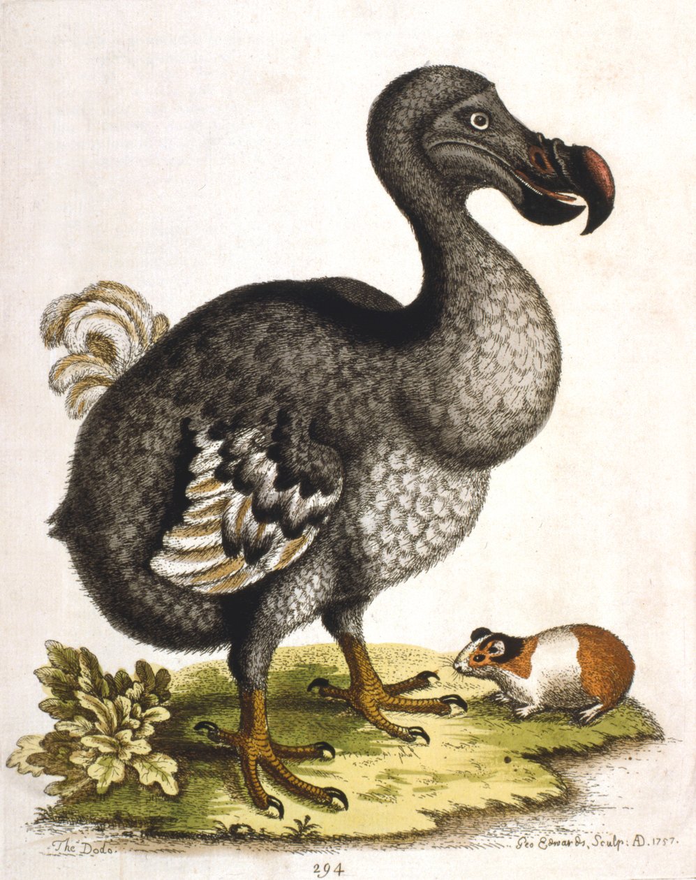 Dodo en cavia door George Edwards