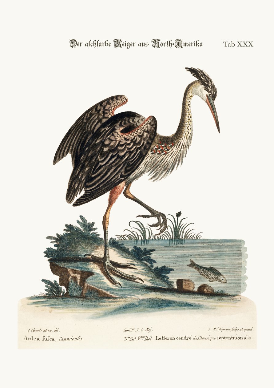 De Asgekleurde Reiger uit Noord-Amerika, 1749-73 door George Edwards