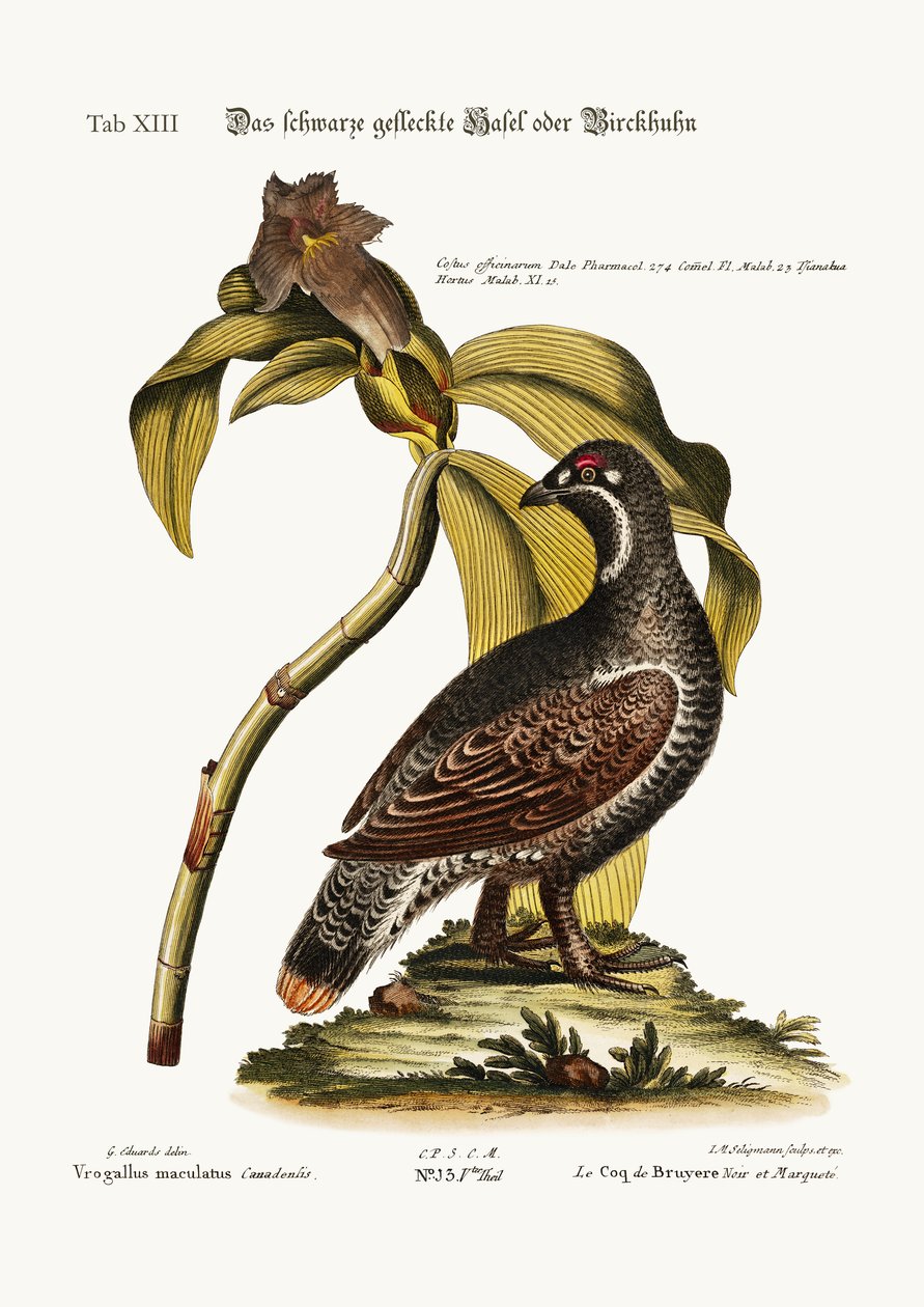 De Zwarte en Gevlekte Korhoen, 1749-73 door George Edwards