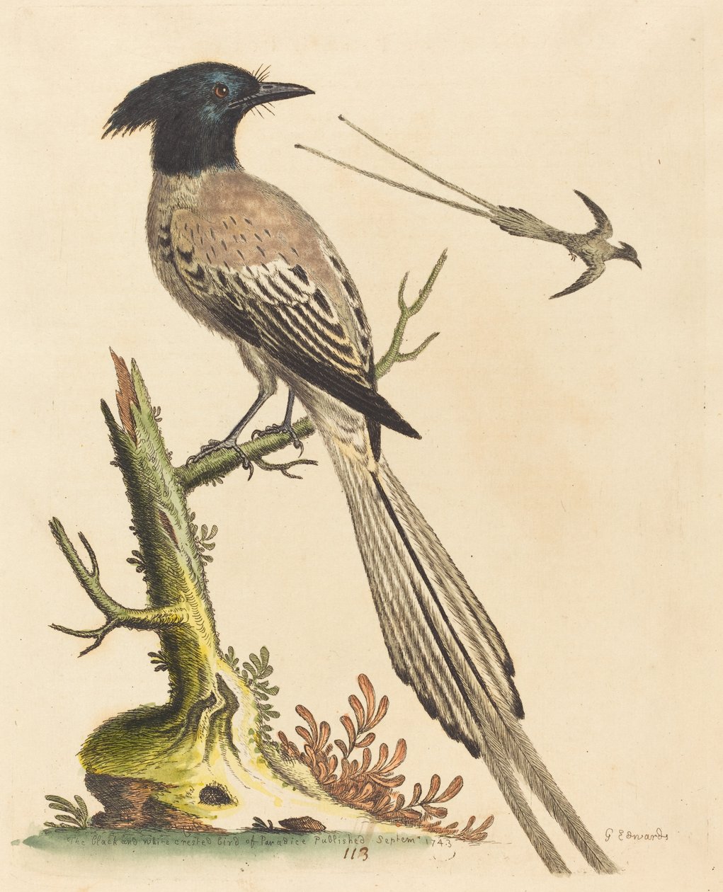 De zwart-witte kuifvogel van het paradijs door George Edwards