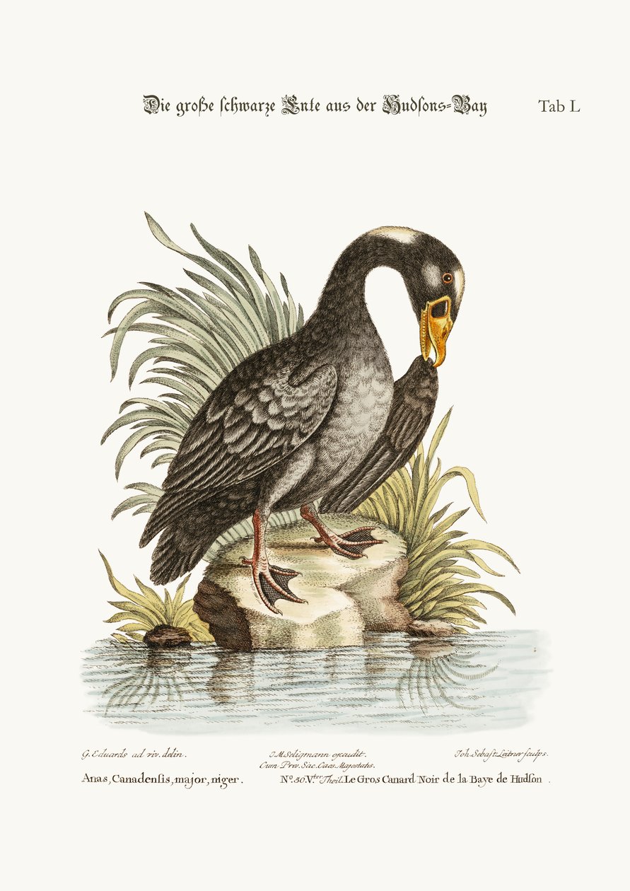 De Grote Zwarte Eend uit Hudson
