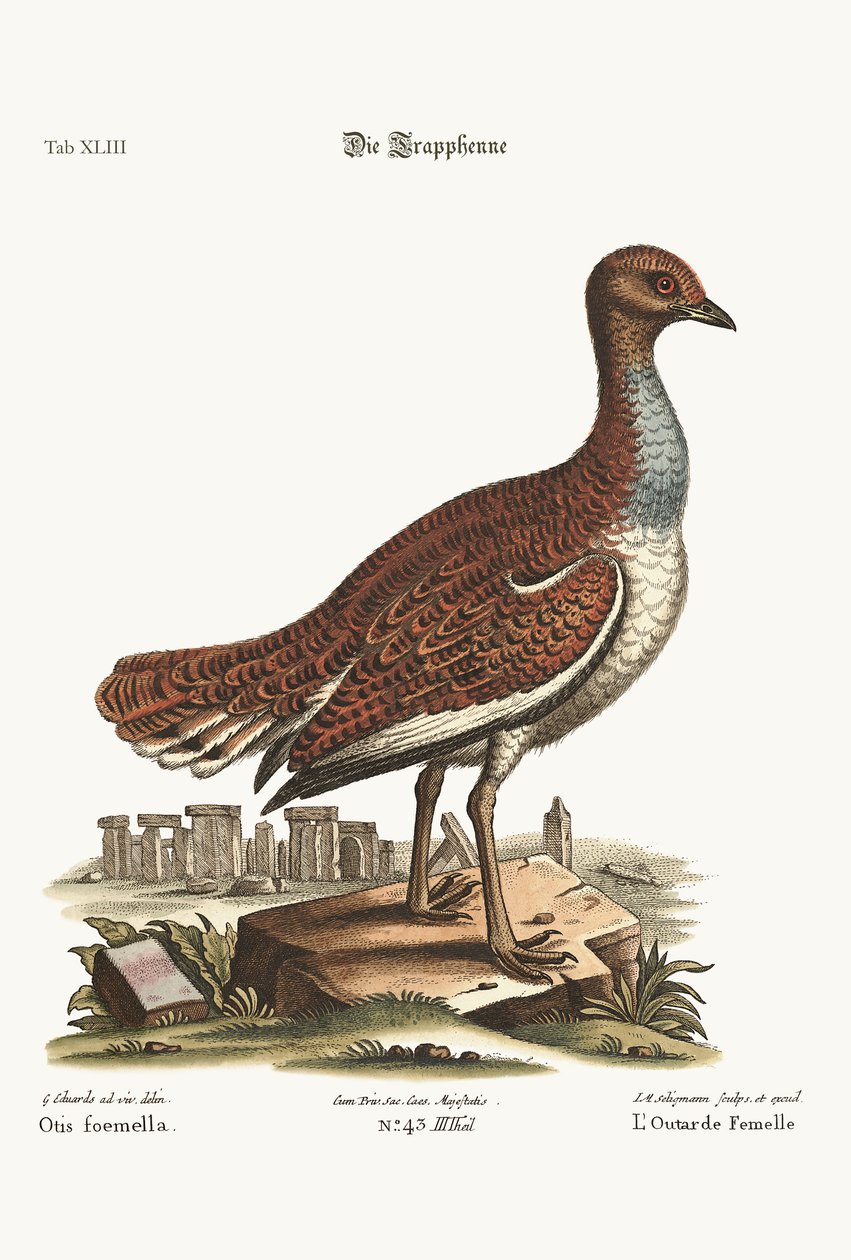 De Hen Bustard, 1749-73 door George Edwards