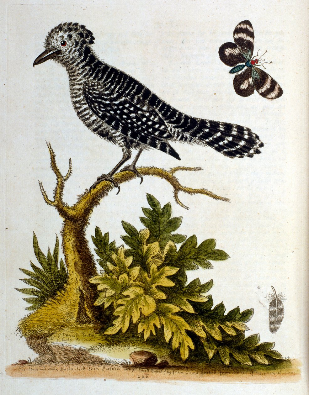 Aquarelillustratie uit een boek met zeldzame vogels van G Edwards 1750. George Edwards (1694-1773) was een Britse naturalist en ornitholoog. Hij reisde veel door Europa en bestudeerde de natuurlijke historie en vogels in het bijzonder. Hij kreeg enige erke door George Edwards