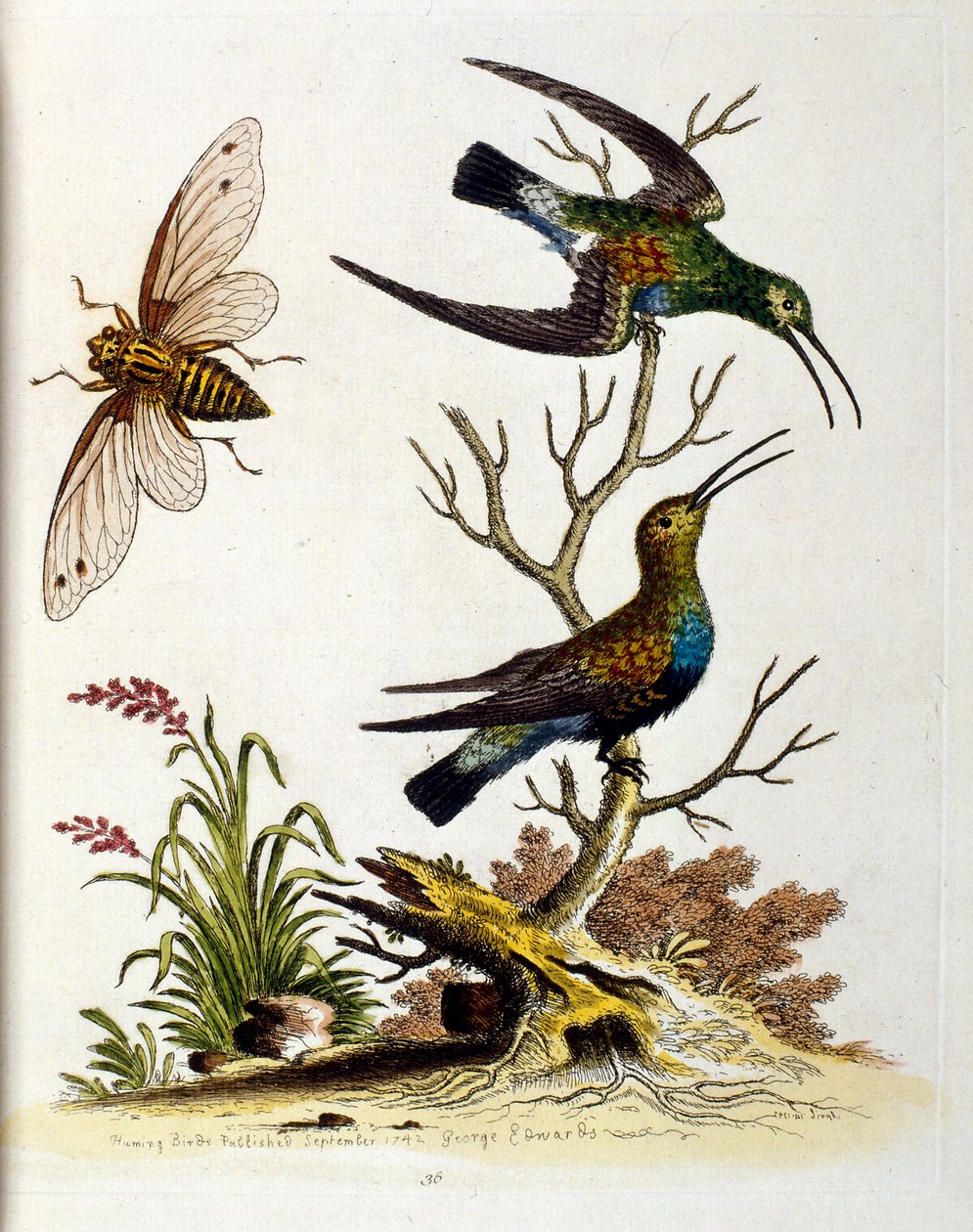 Aquarelillustratie uit een boek met zeldzame vogels van G Edwards 1750. George Edwards (1694-1773) was een Britse naturalist en ornitholoog. Hij reisde veel door Europa en bestudeerde de natuurlijke historie en vogels in het bijzonder. Hij kreeg enige erke door George Edwards