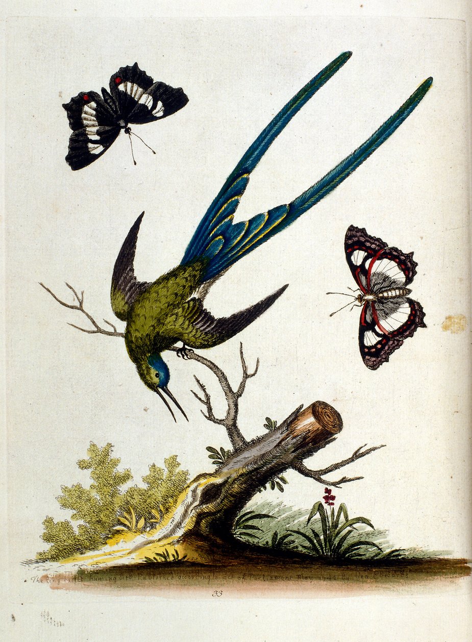 Aquarelillustratie uit een boek met zeldzame vogels van G Edwards 1750. George Edwards (1694-1773) was een Britse naturalist en ornitholoog. Hij reisde veel door Europa en bestudeerde de natuurlijke historie en vogels in het bijzonder. Hij kreeg enige erke door George Edwards