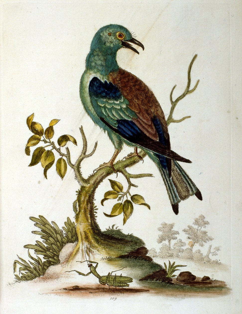 Aquarelillustratie uit een boek met zeldzame vogels van G Edwards 1750. George Edwards (1694-1773) was een Britse naturalist en ornitholoog. Hij reisde veel door Europa en bestudeerde de natuurlijke historie en vogels in het bijzonder. Hij kreeg enige erke door George Edwards