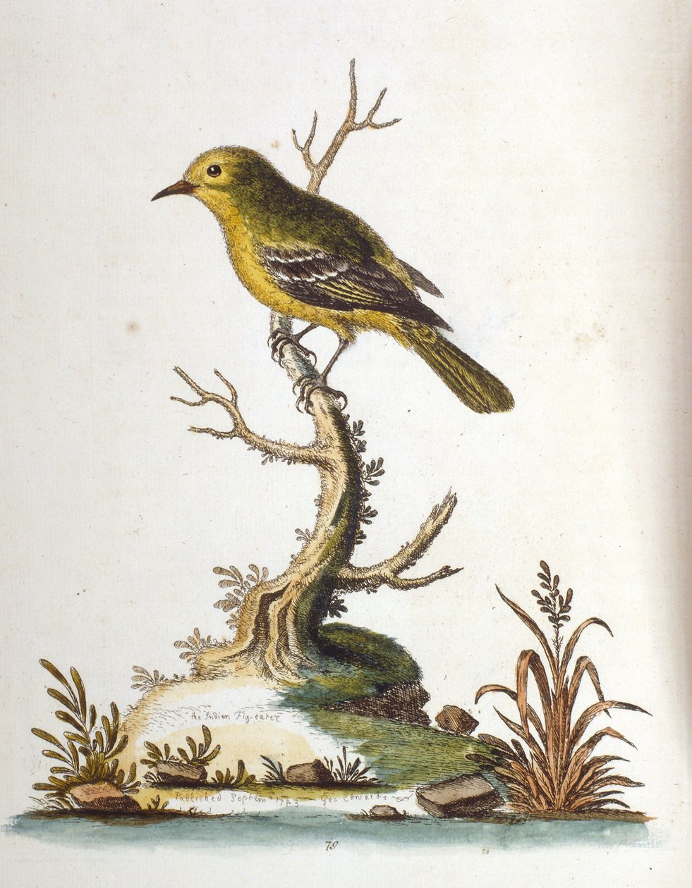 Aquarelillustratie uit een boek met zeldzame vogels van G Edwards 1750. George Edwards (1694-1773) was een Britse naturalist en ornitholoog. Hij reisde veel door Europa en bestudeerde de natuurlijke historie en vogels in het bijzonder. Hij kreeg enige erke door George Edwards
