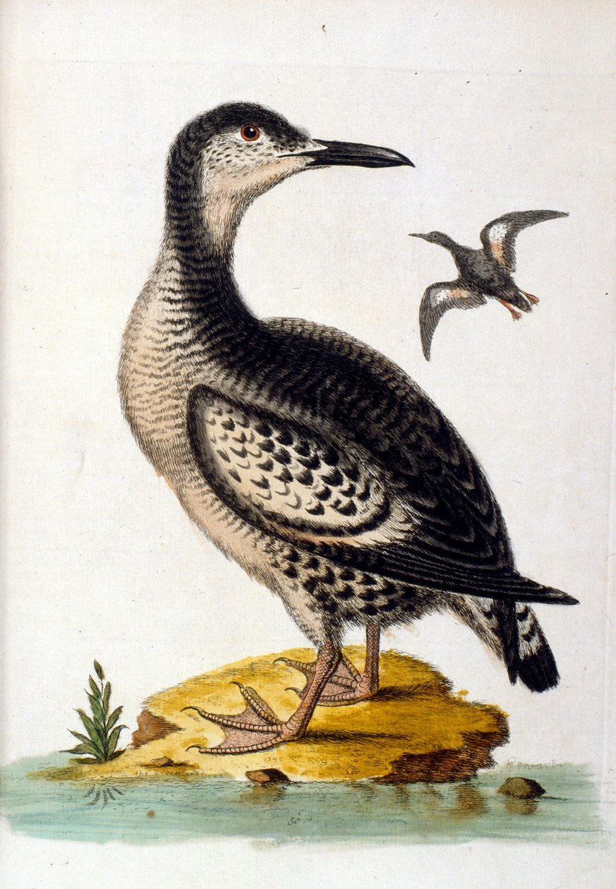 Aquarelillustratie uit een boek met zeldzame vogels van G Edwards 1750. George Edwards (1694-1773) was een Britse naturalist en ornitholoog. Hij reisde veel door Europa en bestudeerde de natuurlijke historie en vogels in het bijzonder. Hij kreeg enige erke door George Edwards
