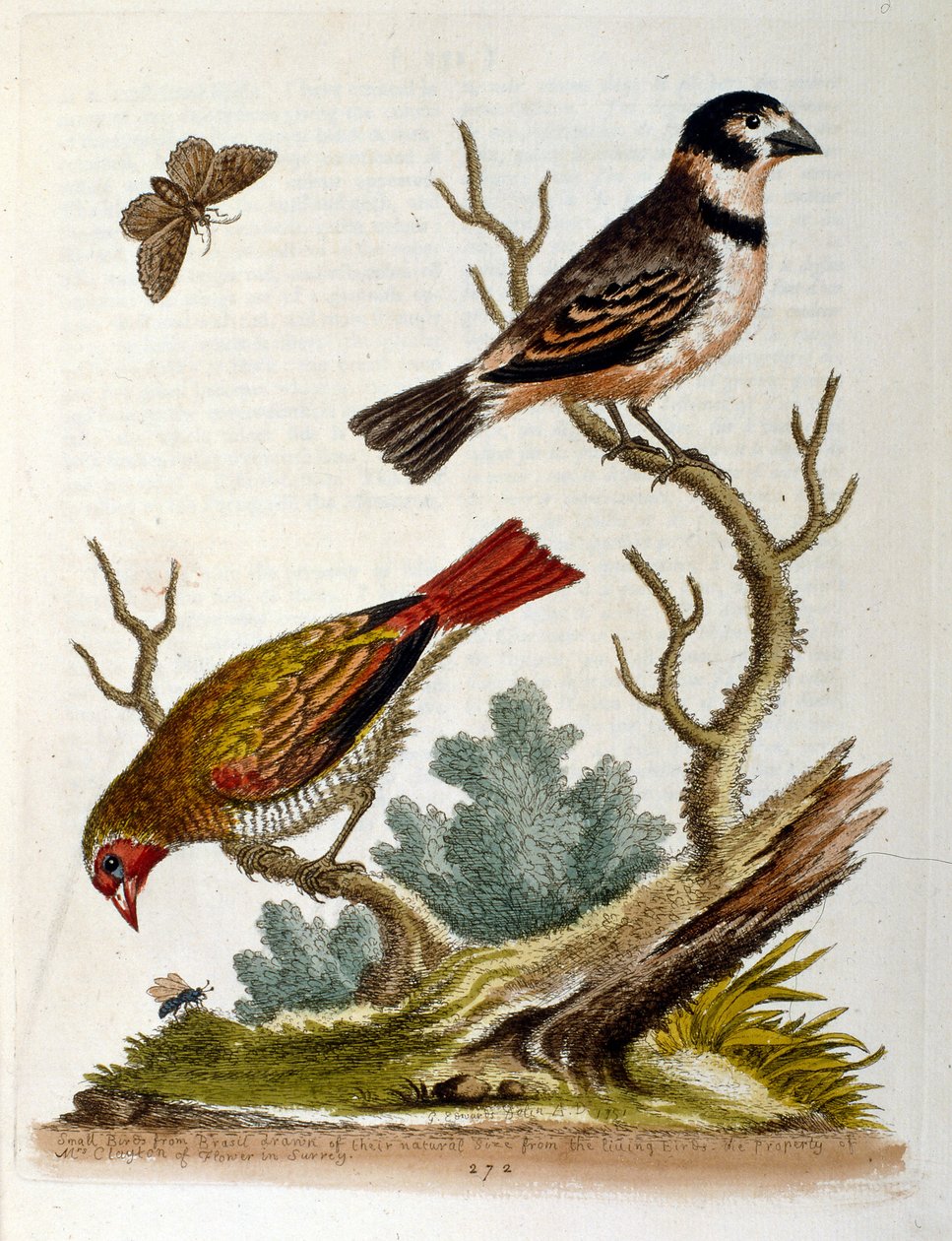 Aquarelillustratie uit een boek met zeldzame vogels van G Edwards 1750. George Edwards (1694-1773) was een Britse naturalist en ornitholoog. Hij reisde veel door Europa en bestudeerde de natuurlijke historie en vogels in het bijzonder. Hij kreeg enige erke door George Edwards