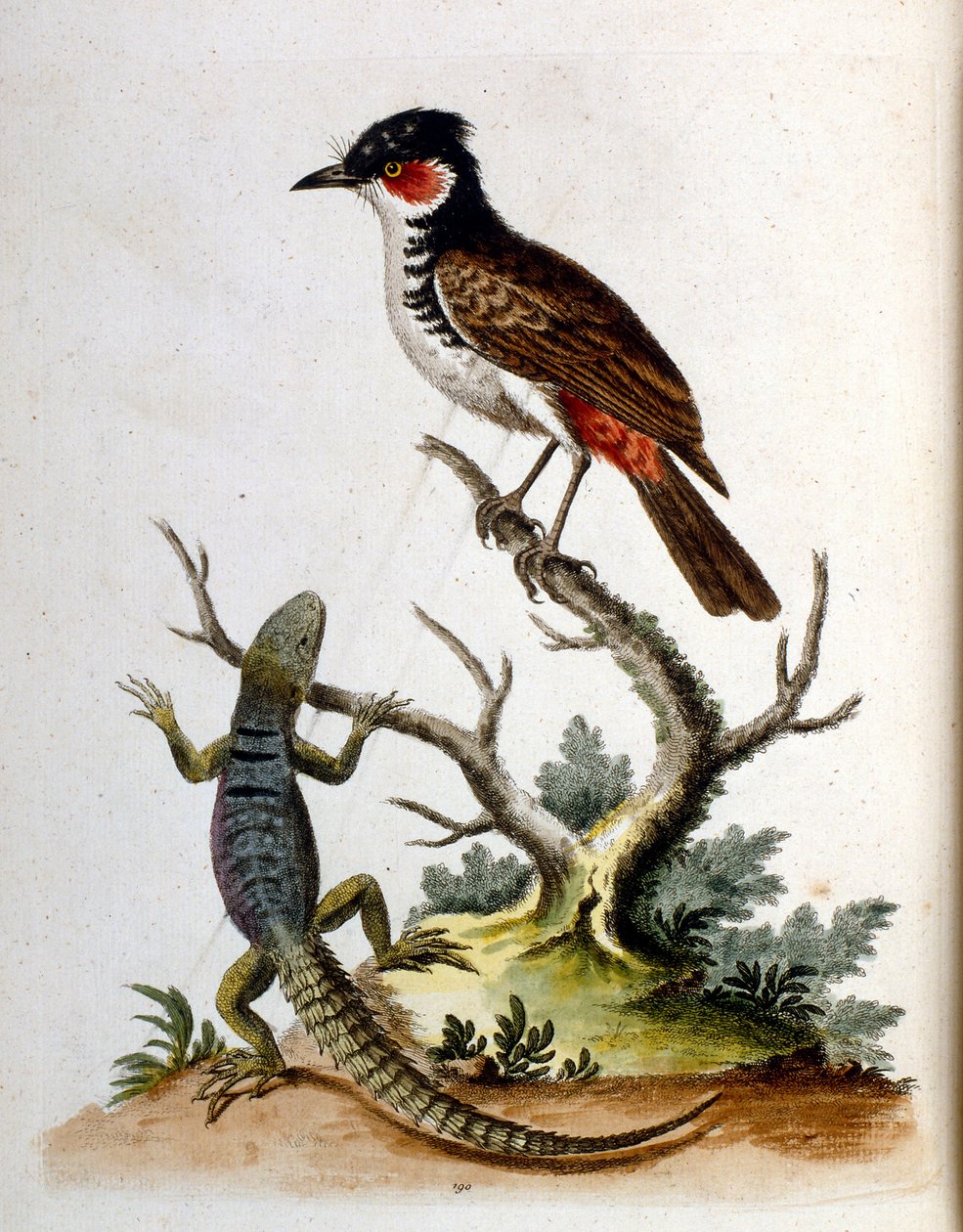 Aquarelillustratie uit een boek met zeldzame vogels van G Edwards 1750. George Edwards (1694-1773) was een Britse naturalist en ornitholoog. Hij reisde veel door Europa en bestudeerde de natuurlijke historie en vogels in het bijzonder. Hij kreeg enige erke door George Edwards