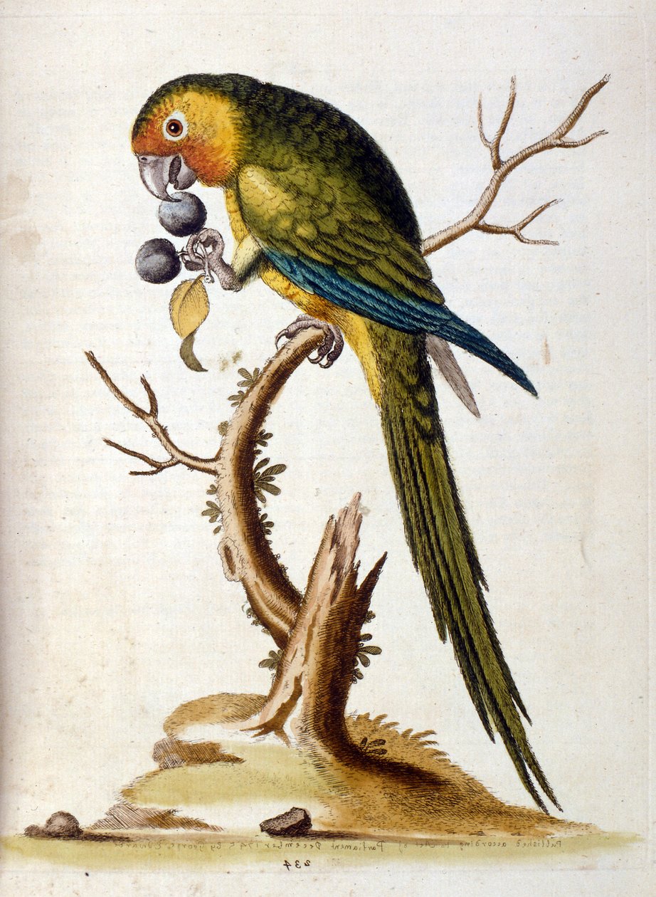 Aquarelillustratie uit een boek met zeldzame vogels van G Edwards 1750. George Edwards (1694-1773) was een Britse naturalist en ornitholoog. Hij reisde veel door Europa en bestudeerde de natuurlijke historie en vogels in het bijzonder. Hij kreeg enige erke door George Edwards