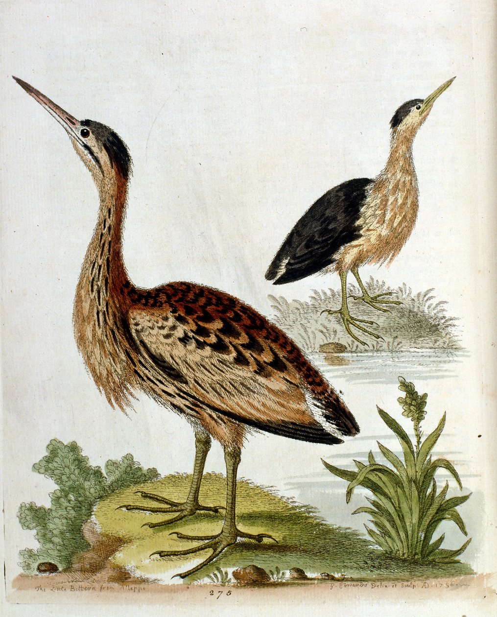 Aquarelillustratie uit een boek met zeldzame vogels van G Edwards 1750. George Edwards (1694-1773) was een Britse naturalist en ornitholoog. Hij reisde veel door Europa en bestudeerde de natuurlijke historie en vogels in het bijzonder. Hij kreeg enige erke door George Edwards