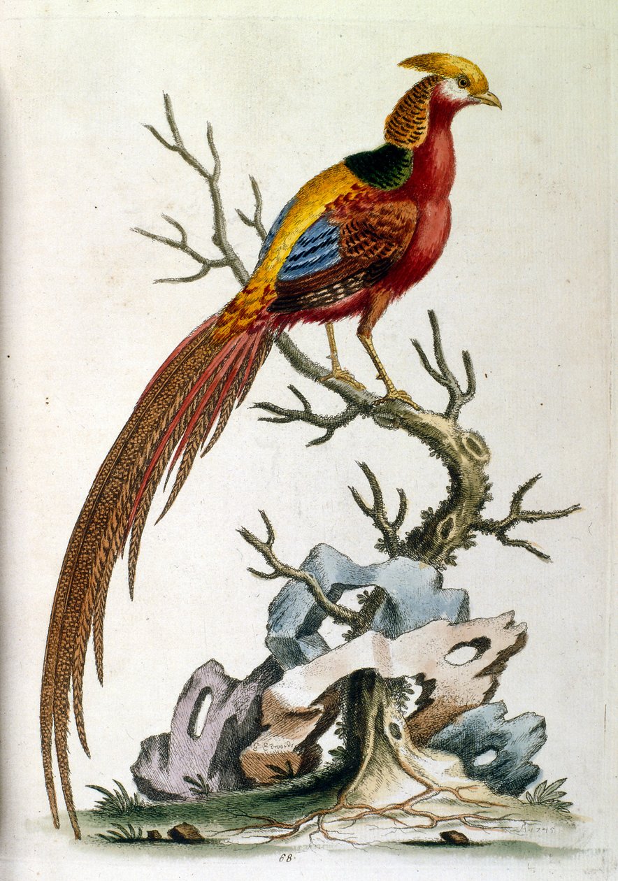 Aquarelillustratie uit een boek met zeldzame vogels van G Edwards 1750. George Edwards (1694-1773) was een Britse naturalist en ornitholoog. Hij reisde veel door Europa en bestudeerde de natuurlijke historie en vogels in het bijzonder. Hij kreeg enige erke door George Edwards