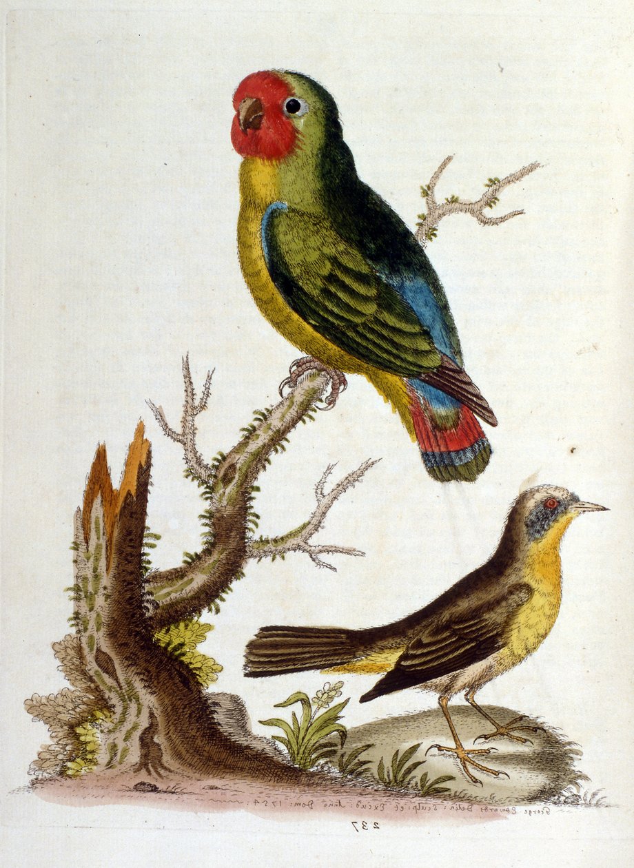 Aquarelillustratie uit een boek met zeldzame vogels van G Edwards 1750. George Edwards (1694-1773) was een Britse naturalist en ornitholoog. Hij reisde veel door Europa en bestudeerde de natuurlijke historie en vogels in het bijzonder. Hij kreeg enige erke door George Edwards
