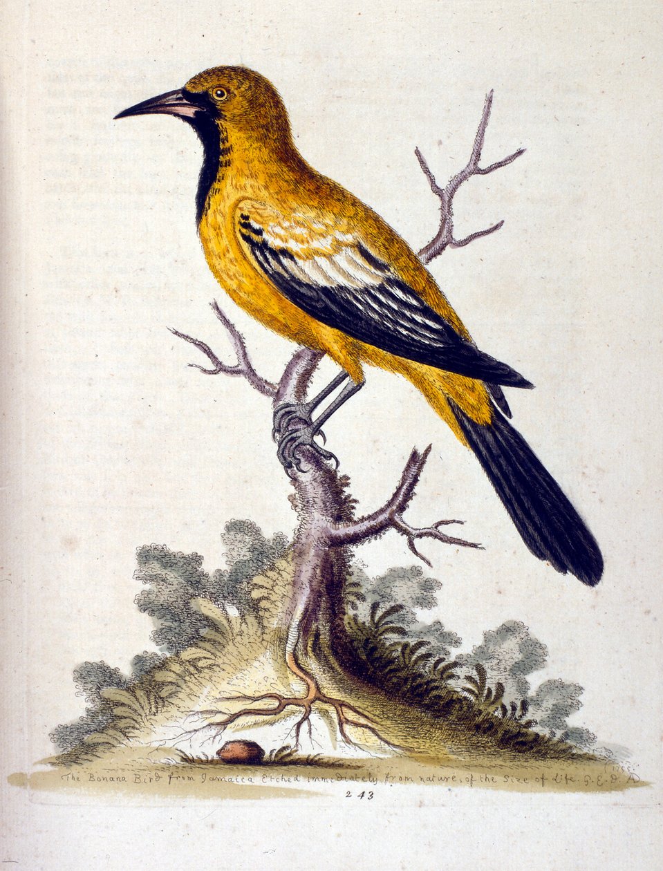 Aquarelillustratie uit een boek met zeldzame vogels van G Edwards 1750. George Edwards (1694-1773) was een Britse naturalist en ornitholoog. Hij reisde veel door Europa en bestudeerde de natuurlijke historie en vogels in het bijzonder. Hij kreeg enige erke door George Edwards