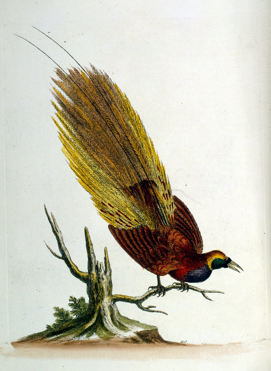 Aquarelillustratie uit een boek met zeldzame vogels van G Edwards 1750. George Edwards (1694-1773) was een Britse naturalist en ornitholoog. Hij reisde veel door Europa en bestudeerde de natuurlijke historie en vogels in het bijzonder. Hij kreeg enige erke door George Edwards
