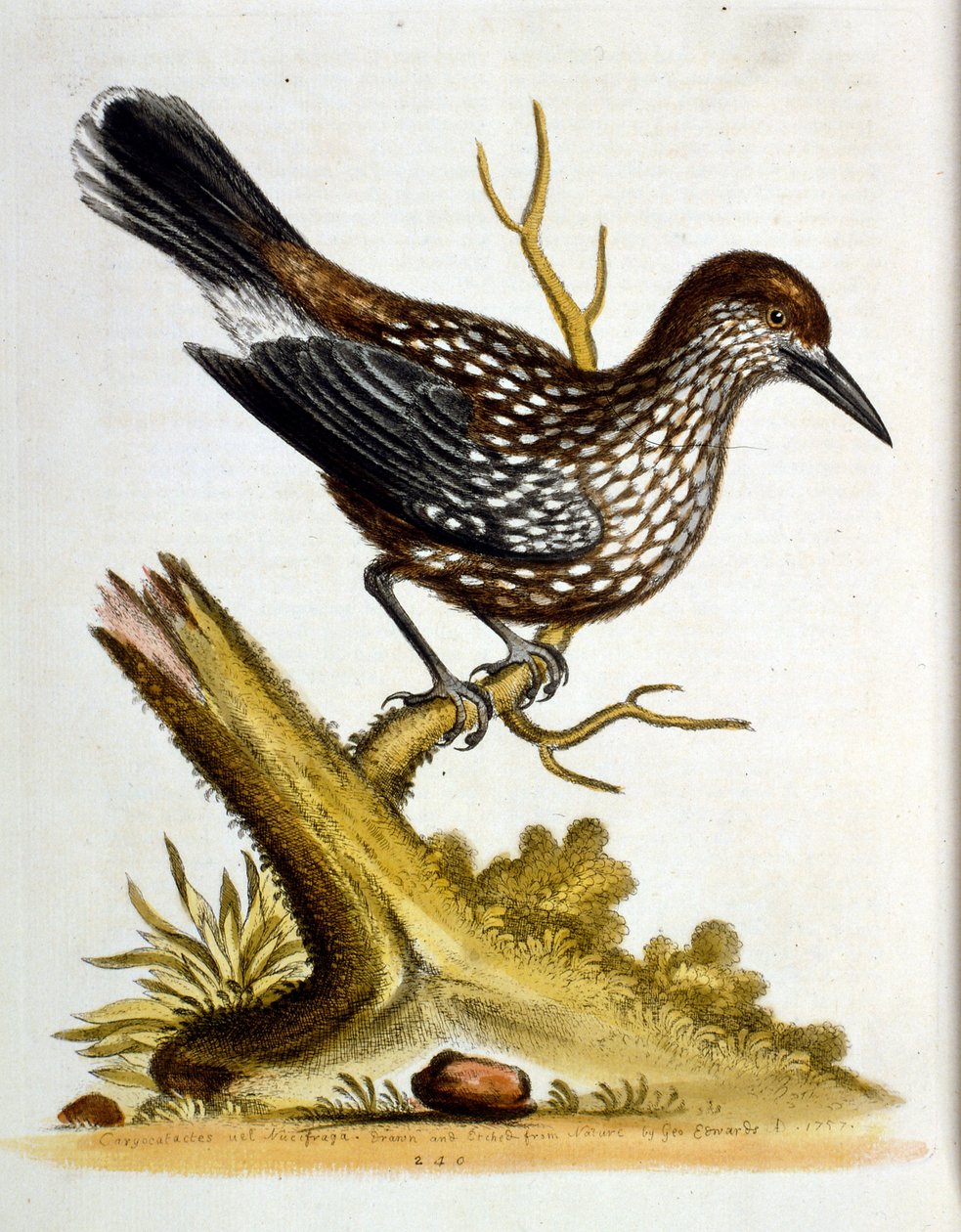 Aquarelillustratie uit een boek met zeldzame vogels van G Edwards 1750. George Edwards (1694-1773) was een Britse naturalist en ornitholoog. Hij reisde veel door Europa en bestudeerde de natuurlijke historie en vogels in het bijzonder. Hij kreeg enige erke door George Edwards