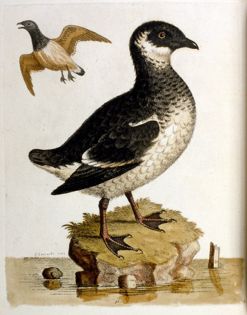 Aquarelillustratie uit een boek met zeldzame vogels van G Edwards 1750. George Edwards (1694-1773) was een Britse naturalist en ornitholoog. Hij reisde veel door Europa en bestudeerde de natuurlijke historie en vogels in het bijzonder. Hij kreeg enige erke door George Edwards