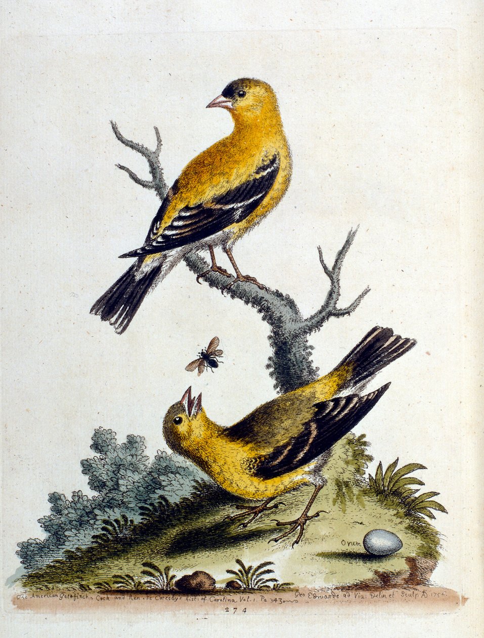 Aquarelillustratie uit een boek met zeldzame vogels van G Edwards 1750. George Edwards (1694-1773) was een Britse naturalist en ornitholoog. Hij reisde veel door Europa en bestudeerde de natuurlijke historie en vogels in het bijzonder. Hij kreeg enige erke door George Edwards