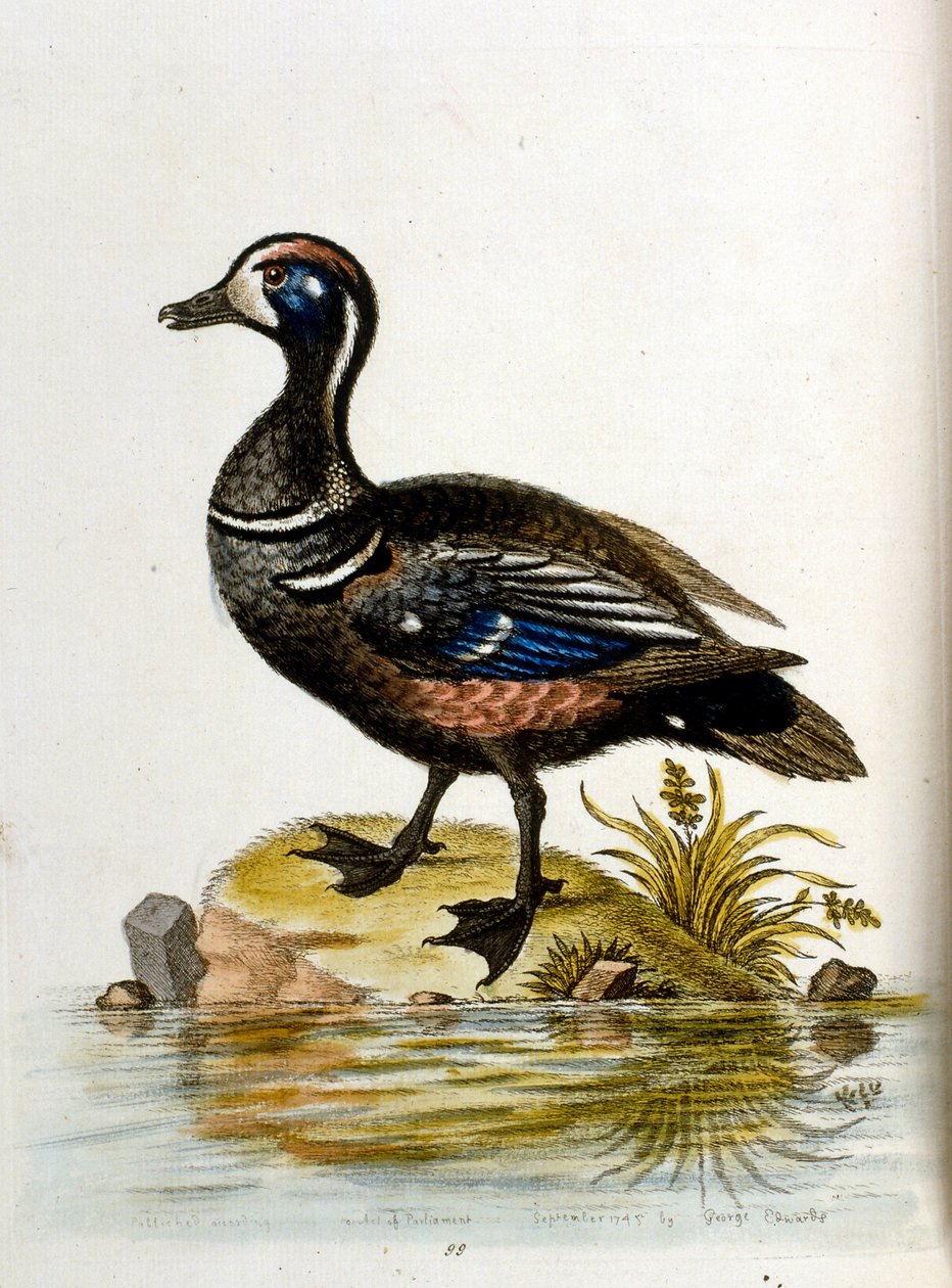 Aquarelillustratie uit een boek met zeldzame vogels van G Edwards 1750. George Edwards (1694-1773) was een Britse naturalist en ornitholoog. Hij reisde veel door Europa en bestudeerde de natuurlijke historie en vogels in het bijzonder. Hij kreeg enige erke door George Edwards