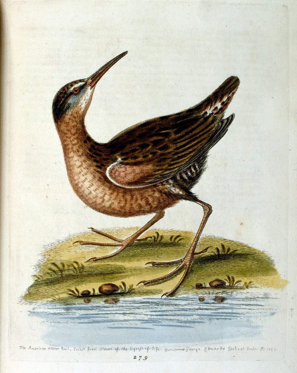 Aquarelillustratie uit een boek met zeldzame vogels van G Edwards 1750. George Edwards (1694-1773) was een Britse naturalist en ornitholoog. Hij reisde veel door Europa en bestudeerde de natuurlijke historie en vogels in het bijzonder. Hij kreeg enige erke door George Edwards