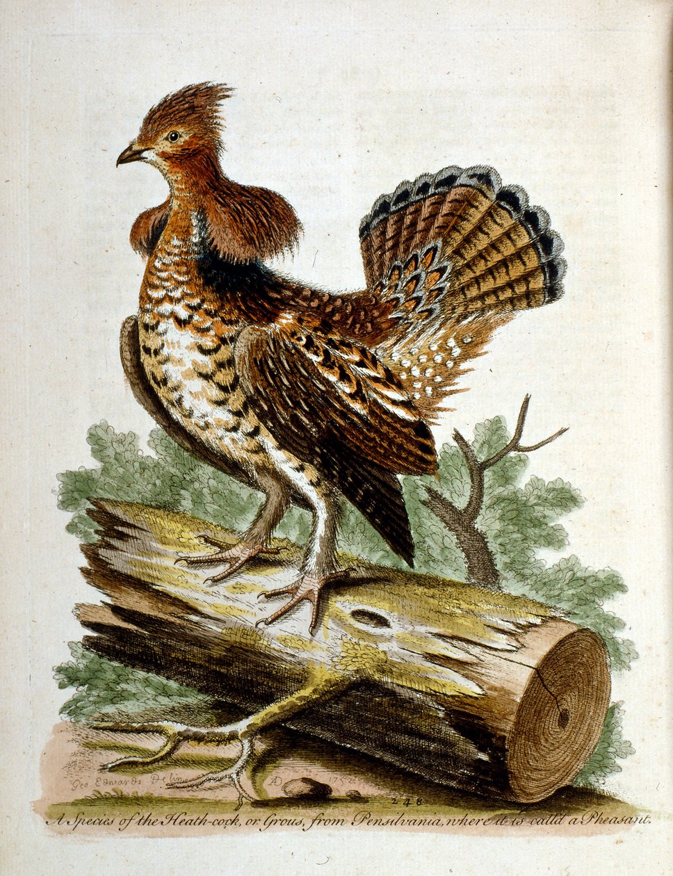 Aquarelillustratie uit een boek met zeldzame vogels van G Edwards 1750. George Edwards (1694-1773) was een Britse naturalist en ornitholoog. Hij reisde veel door Europa en bestudeerde de natuurlijke historie en vogels in het bijzonder. Hij kreeg enige erke door George Edwards
