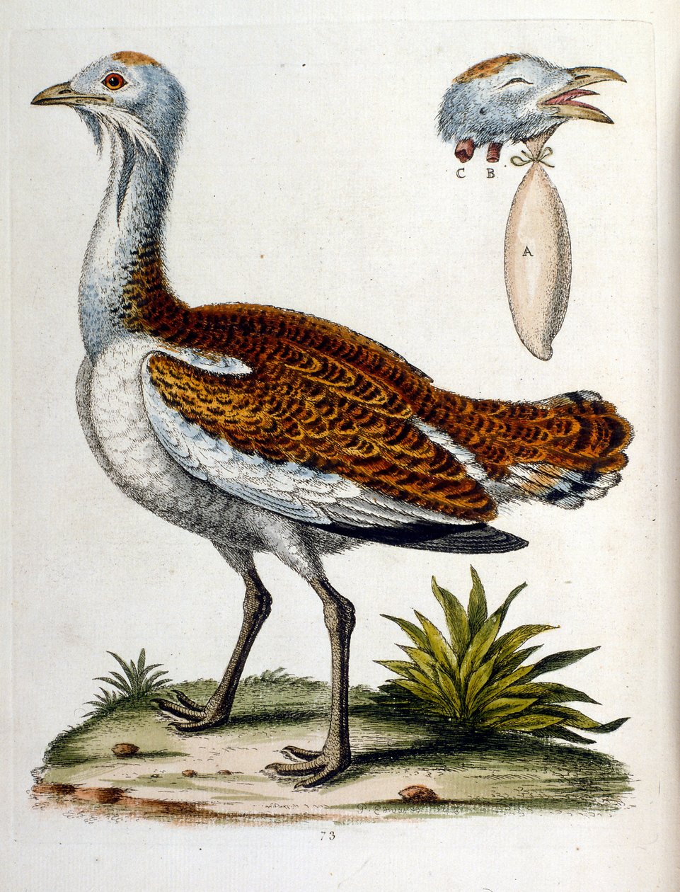 Aquarelillustratie uit een boek met zeldzame vogels van G Edwards 1750. George Edwards (1694-1773) was een Britse naturalist en ornitholoog. Hij reisde veel door Europa en bestudeerde de natuurlijke historie en vogels in het bijzonder. Hij kreeg enige erke door George Edwards
