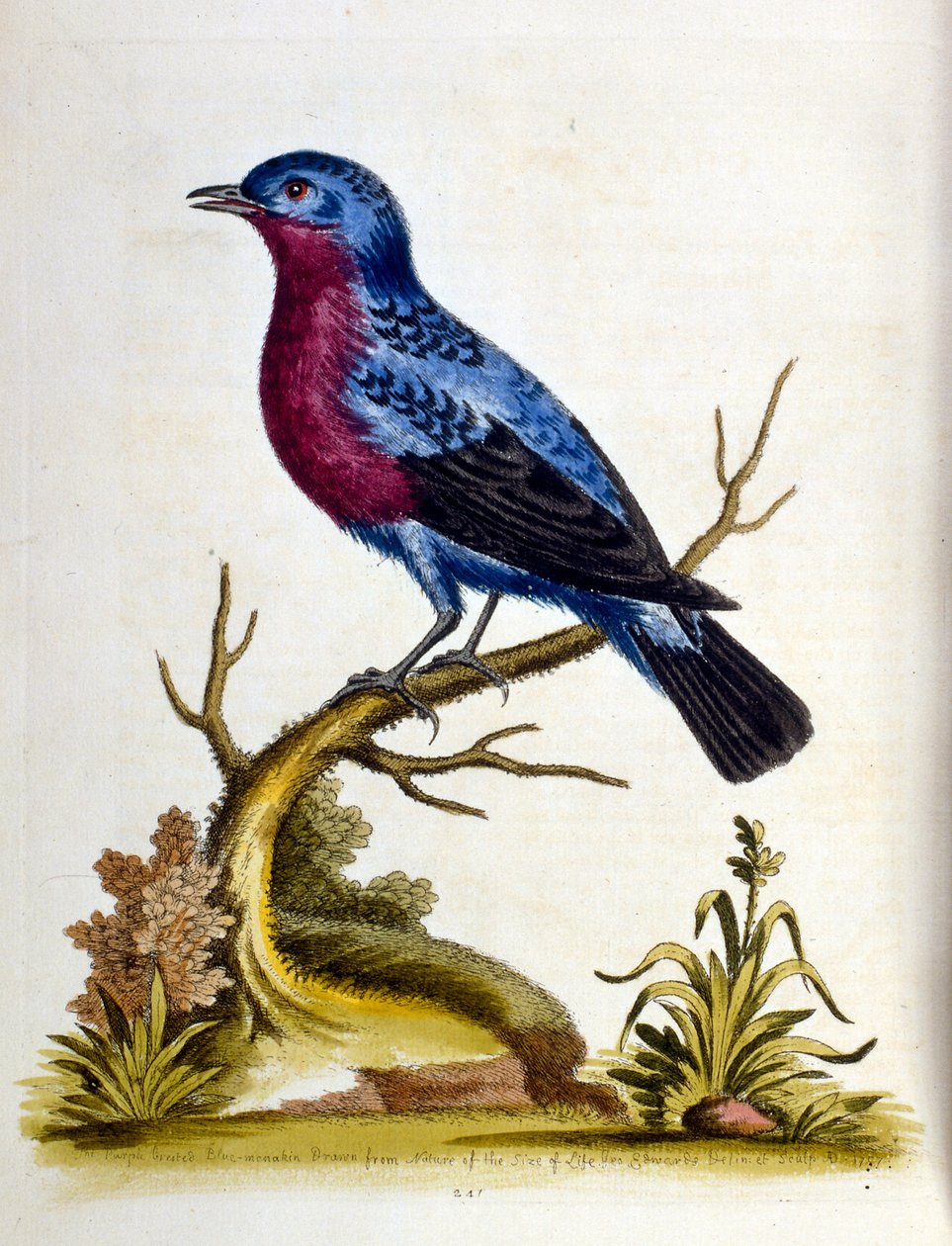 Aquarelillustratie uit een boek met zeldzame vogels van G Edwards 1750. George Edwards (1694-1773) was een Britse naturalist en ornitholoog. Hij reisde veel door Europa en bestudeerde de natuurlijke historie en vogels in het bijzonder. Hij kreeg enige erke door George Edwards