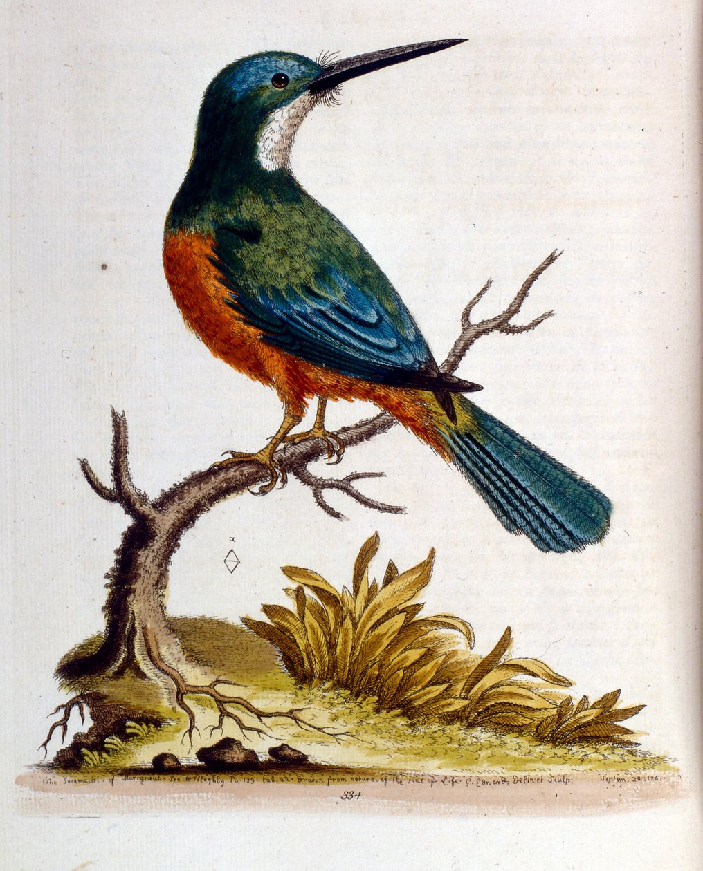 Aquarelillustratie uit een boek met zeldzame vogels van G Edwards 1750. George Edwards (1694-1773) was een Britse naturalist en ornitholoog. Hij reisde veel door Europa en bestudeerde de natuurlijke historie en vogels in het bijzonder. Hij kreeg enige erke door George Edwards