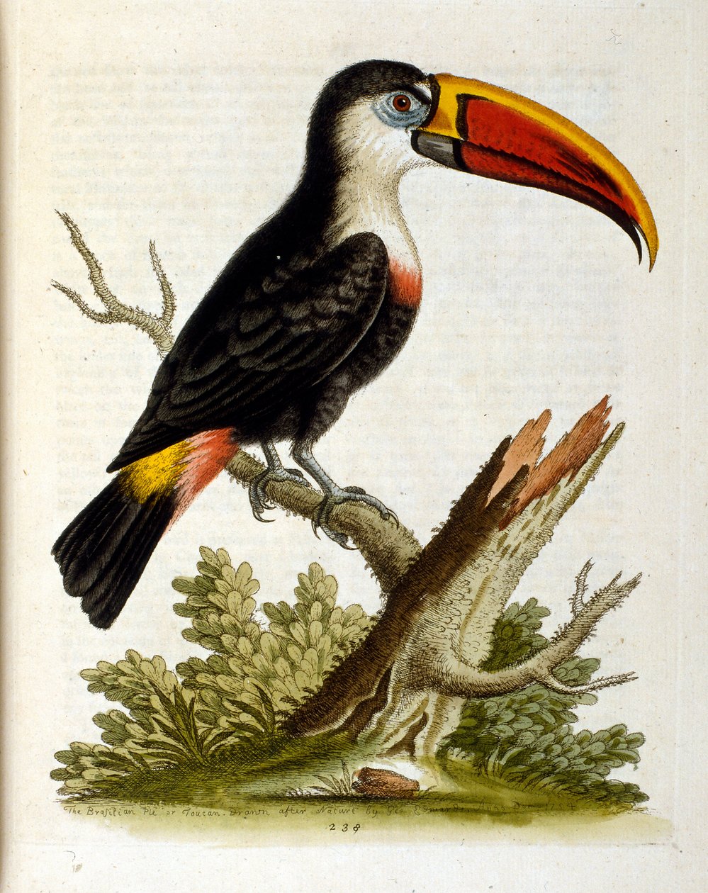 Aquarelillustratie uit een boek met zeldzame vogels van G Edwards 1750. George Edwards (1694-1773) was een Britse naturalist en ornitholoog. Hij reisde veel door Europa en bestudeerde de natuurlijke historie en vogels in het bijzonder. Hij kreeg enige erke door George Edwards